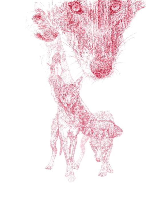 'Red Wolf', 2016 Limited Edition 50 Signed and Numbered Prints for WCC. £55