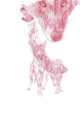 DECEMBER 2016 - 'RED WOLF' LIMITED EDITION PRINT FOR CRITICALLY ENDANGERED WOLVES