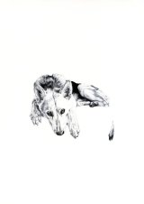 NOVEMBER 2012 - PRINT DONATED TO THE WOLF CONSERVATION CENTER, NY, US