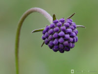 Succisa pratensis / Blauwe knoop