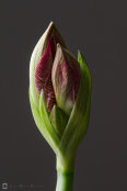 Macro image of the week on Birdphotographers.net