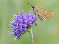 Thymelicus spec.