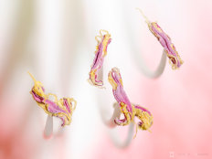 Macro image of the week on Birdphotographers.net