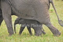 Elephant Mother And Child