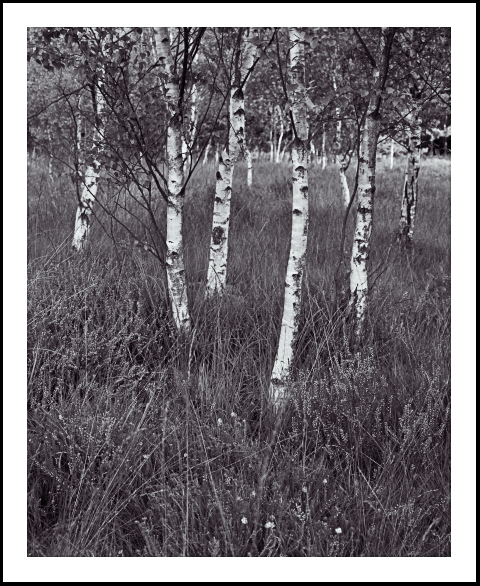 'Birch Trees at Skipwith'