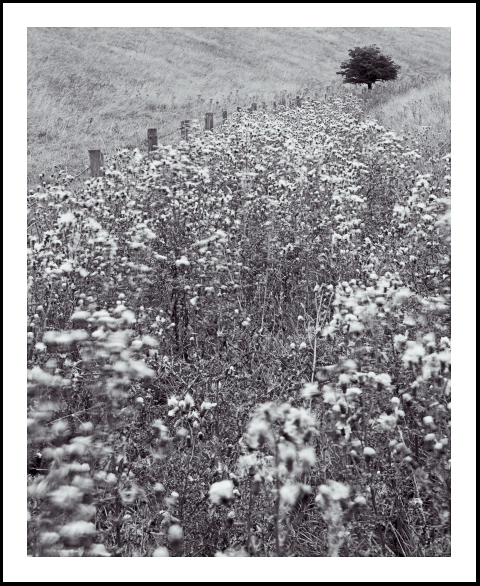 'Wolds Thistles'