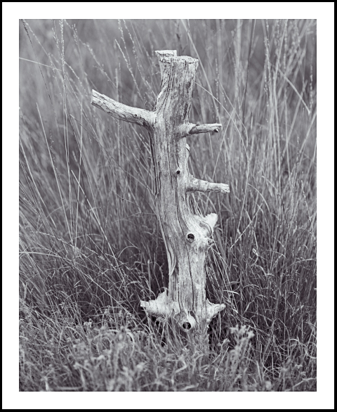 'Skipwith Stump'