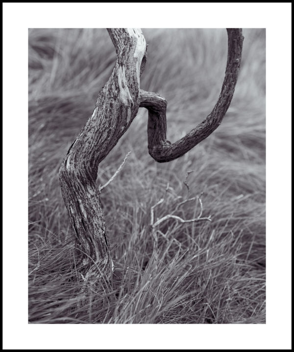 'Burned Gorse'