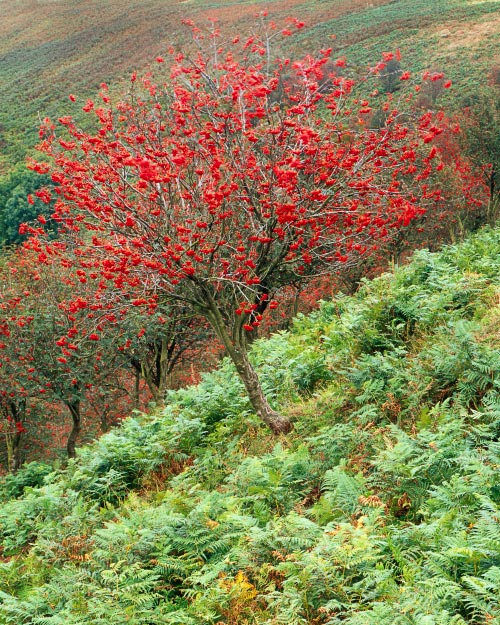 'Mountain Ash'