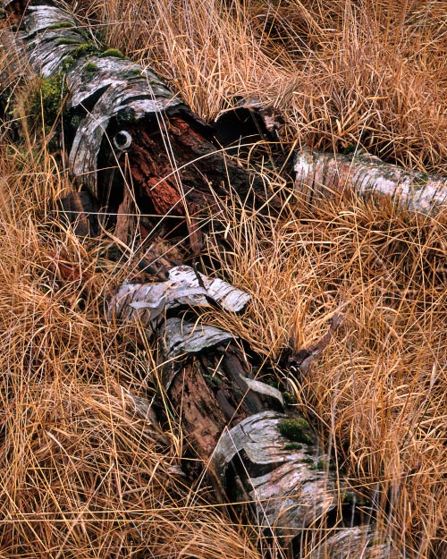 'Let Sleeping Logs Lie'