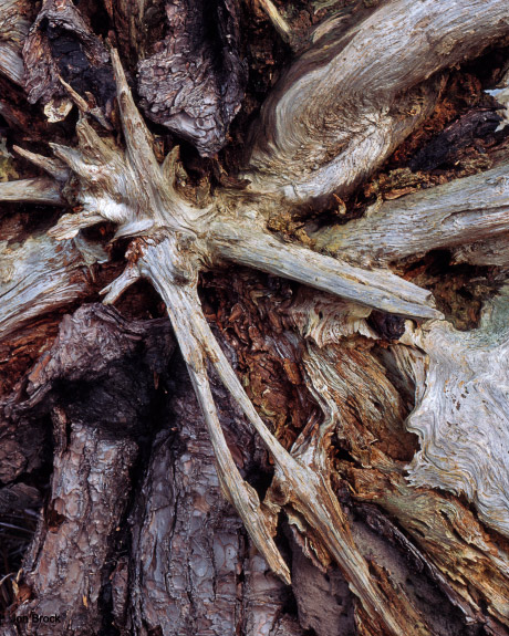 'Skipwith Root'