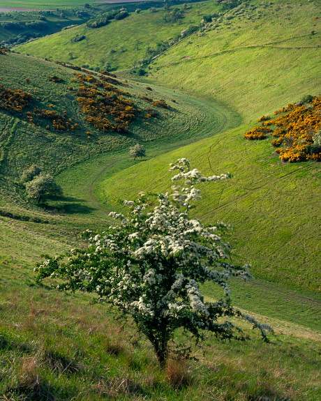 'Evening Light in Sylvan Dale'