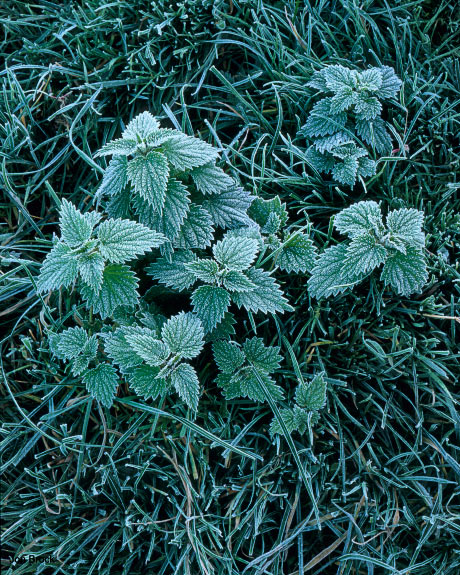 'Frosted Nettles'