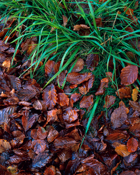 'Grasses and Leaves'