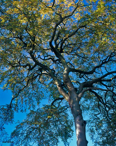 'Bishop Wilton Tree'