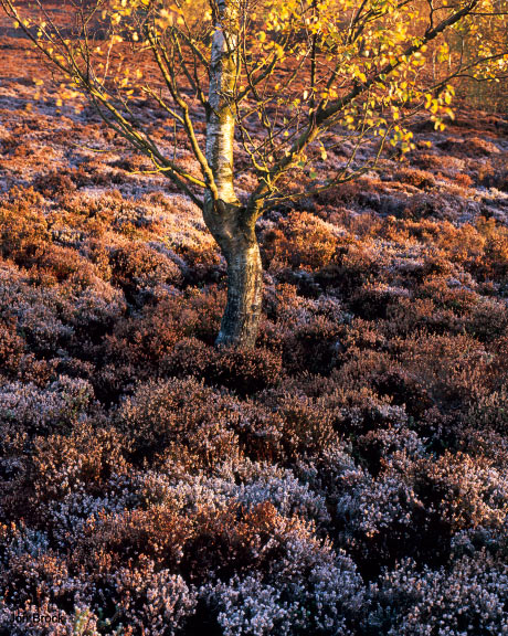 'Frosted Heather and Tree'