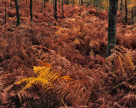 'Ladore Falls Forest'