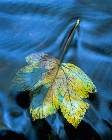 'Leaf and Water'