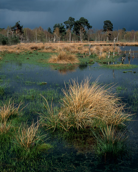 'A Storm over Skipwith'