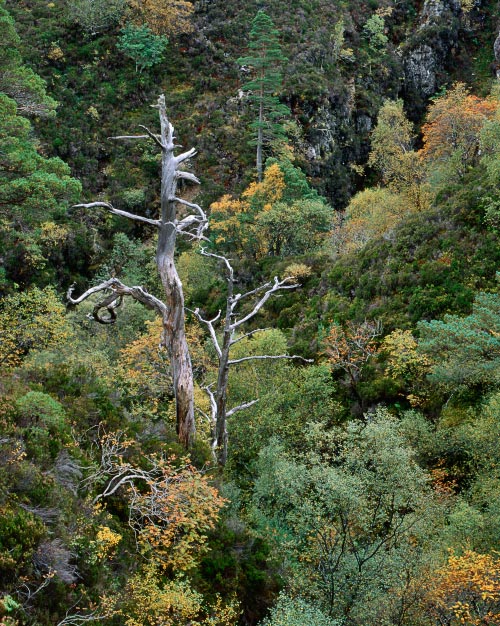 'Gnarled Tree'