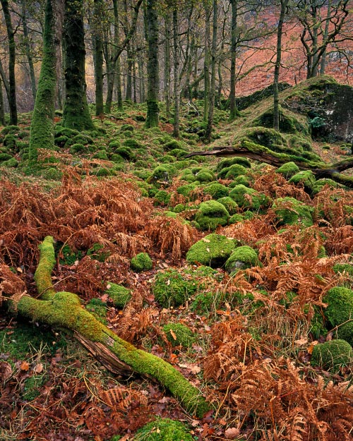 'Borrowdale Mosses'