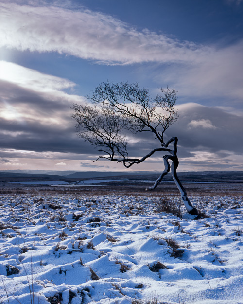 'Peak District Tree'