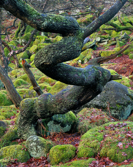 'Oak Tree at Padley Gorge'