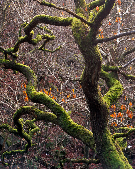'Branch Over the River'