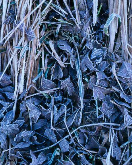 'A Frosty Morning in the Wolds'