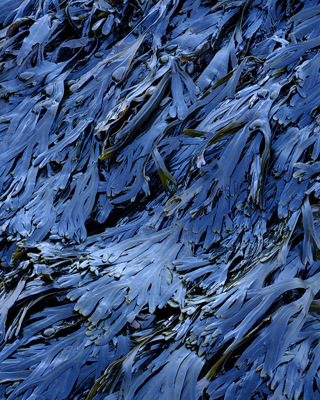 ‘Seaweed in blue light’