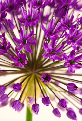 Allium Aflatunense