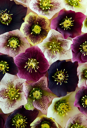 Hellebores Notecard