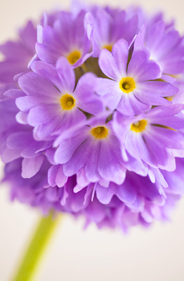 Drumstick Primula