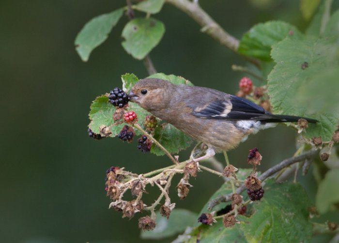 Juvenile Bullfinch
