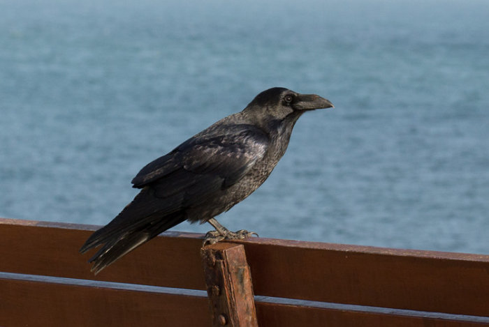 Raven