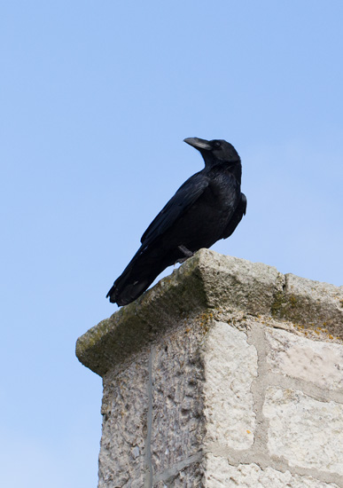 Raven