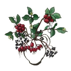 Autumn Berries