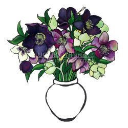 Hellebores