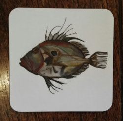 John Dory coaster