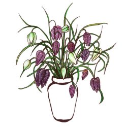 Snakes Head Fritillary