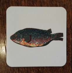 Wrasse coaster