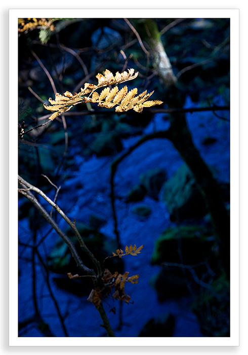 Blue and Gold