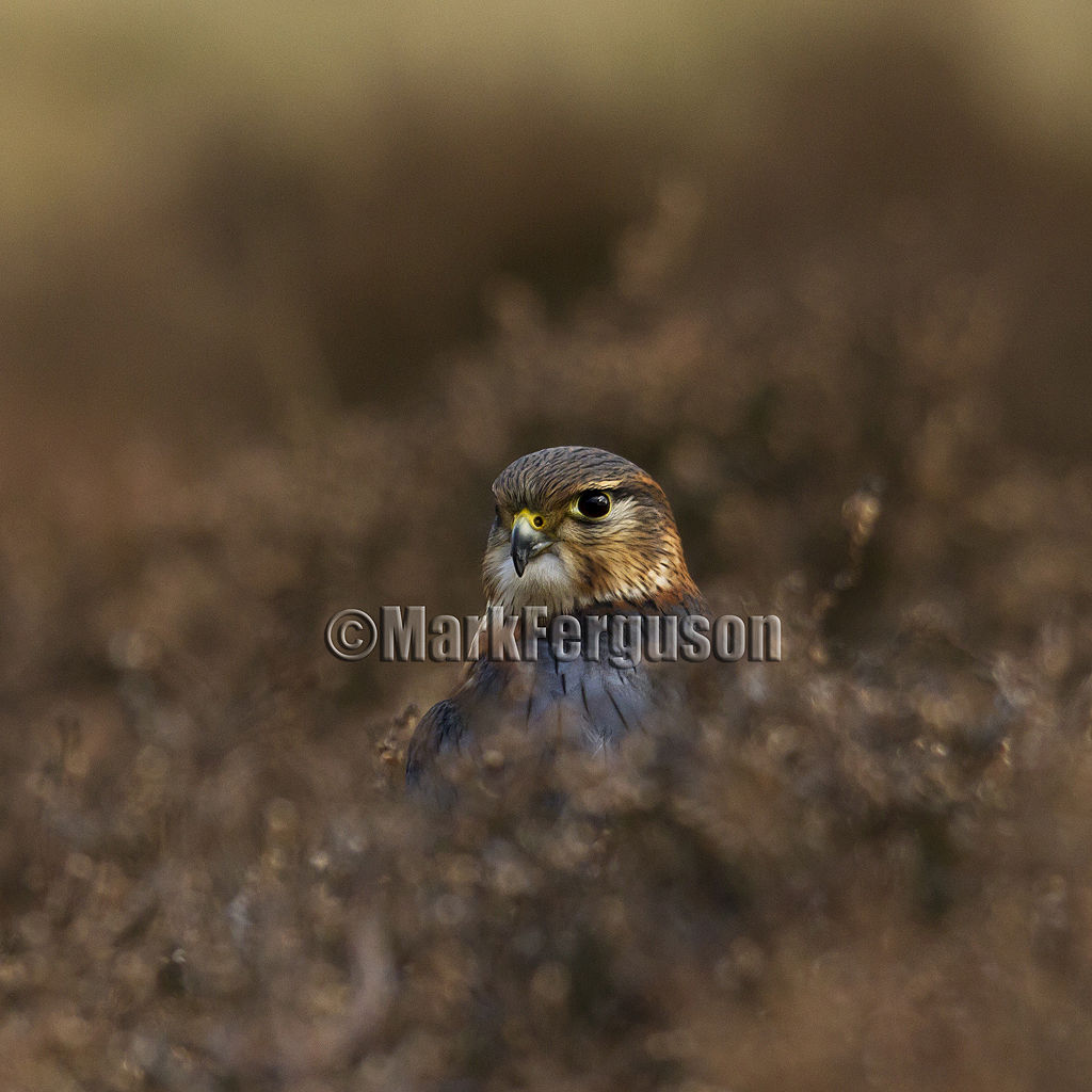 Merlin