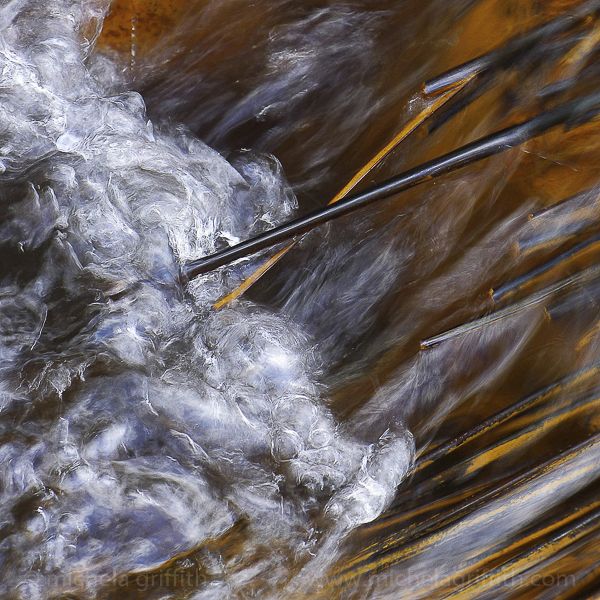 Black Reed