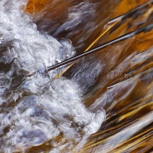Black Reed