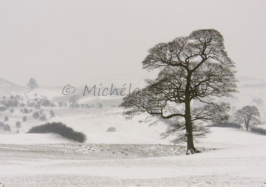 Fields and Trees