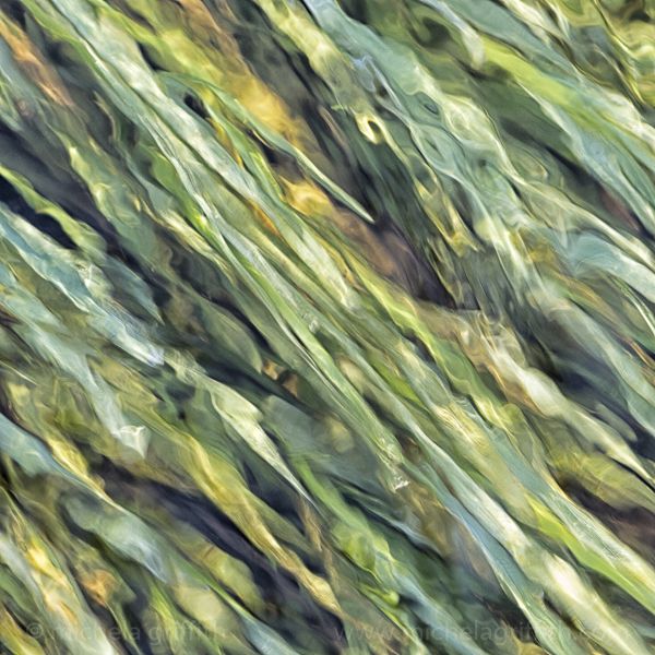 Grasses