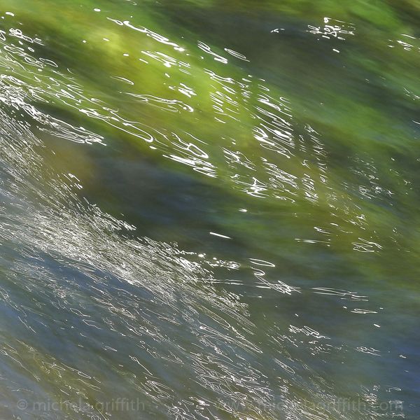 Grass, Reflected IV