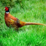 Pheasant ~ my territory mg 173