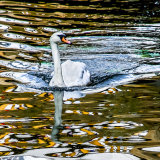 Tiger Lilly ~ Swan and reflections mg 0038